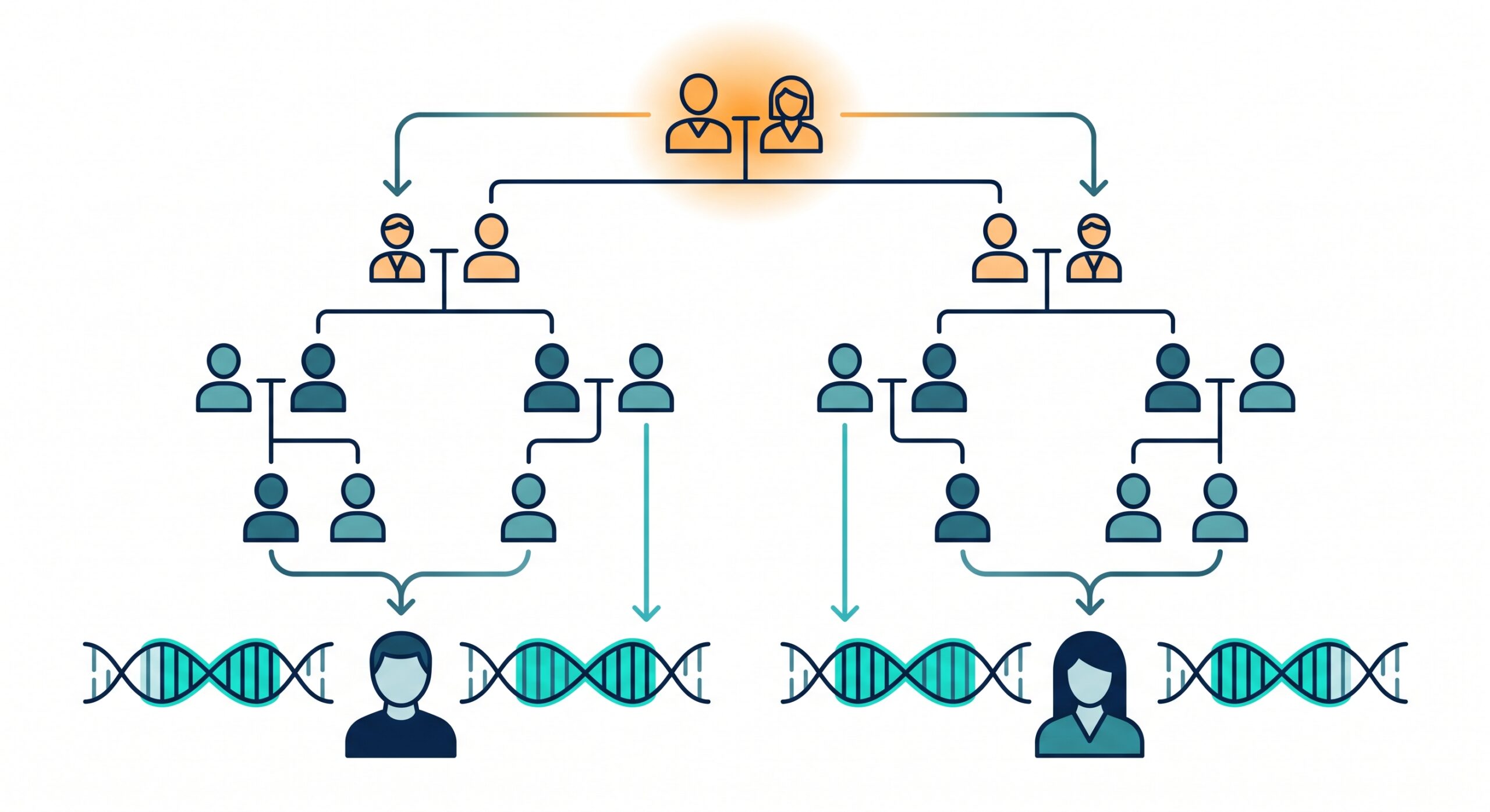 Infographic showing how shared DNA segments are inherited from a common ancestor to two relatives.
