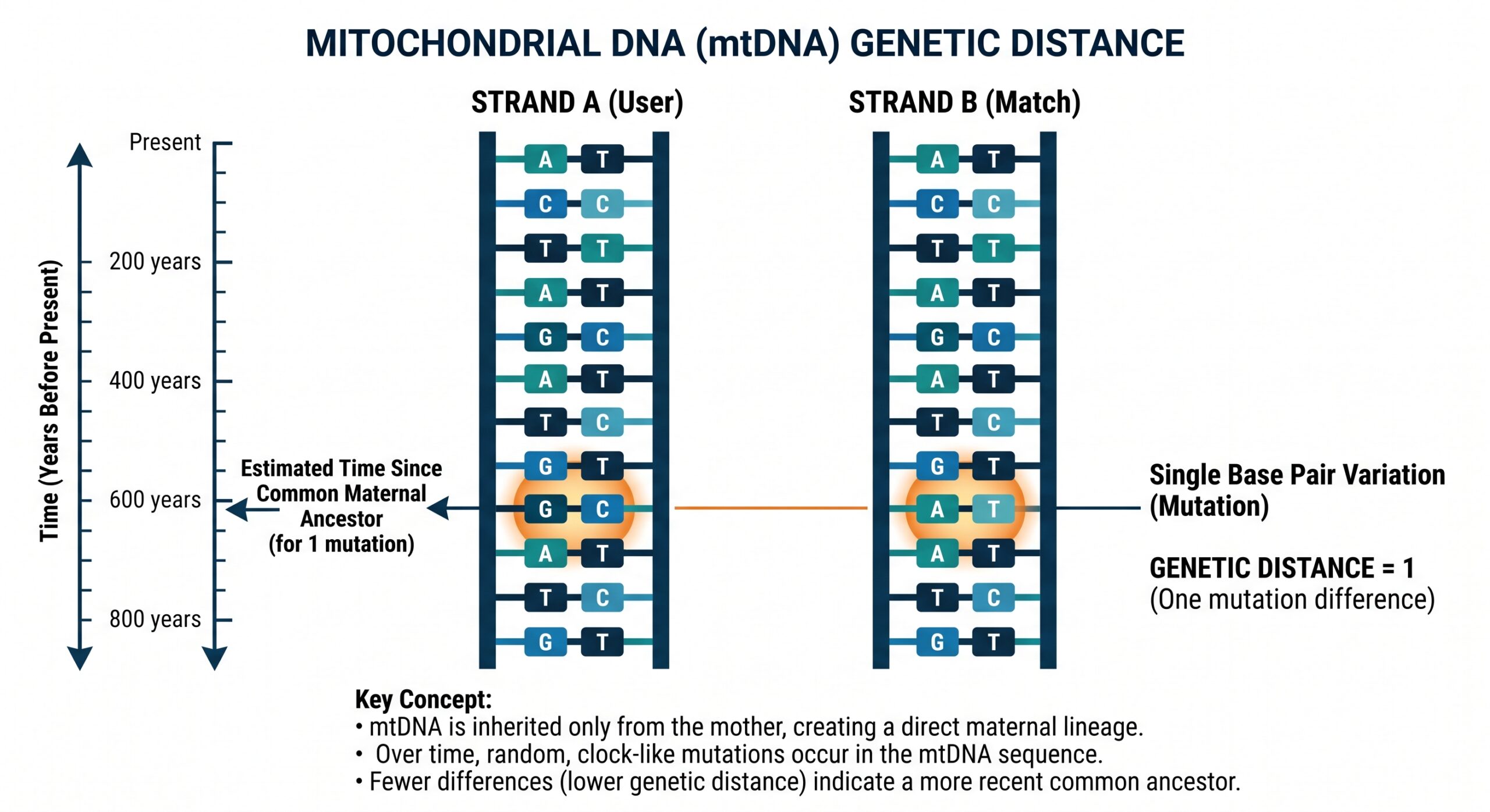 Diagram comparing two mitochondrial DNA strands with a single mutation highlighted, illustrating how genetic distance of 1 can represent hundreds of years of separation.