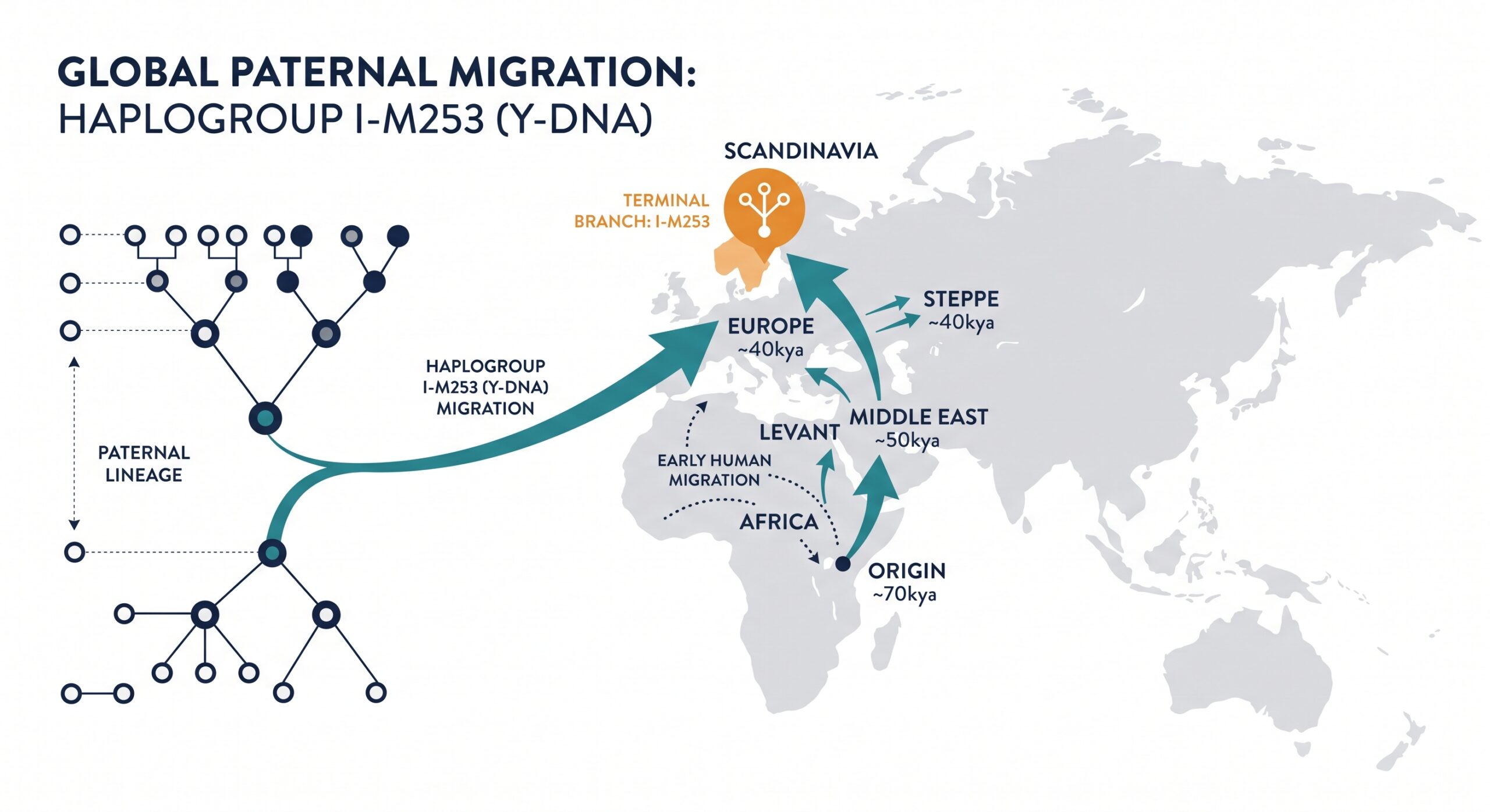 Stylized world map showing paternal haplogroup branches and ancient human migrations traced via Y-DNA.