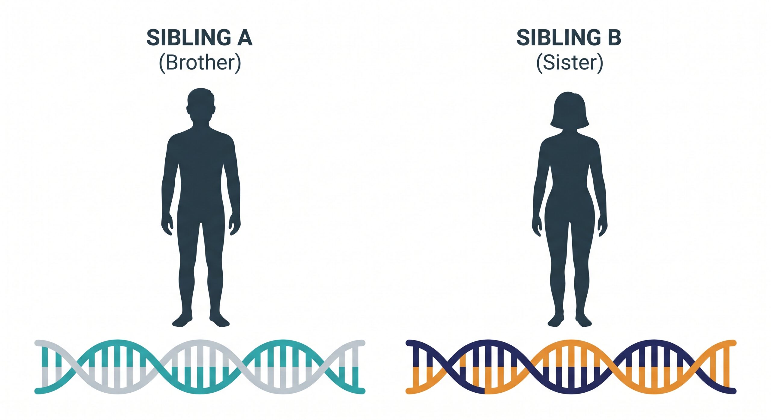 Illustration of why full siblings get different DNA match lists due to random inheritance.