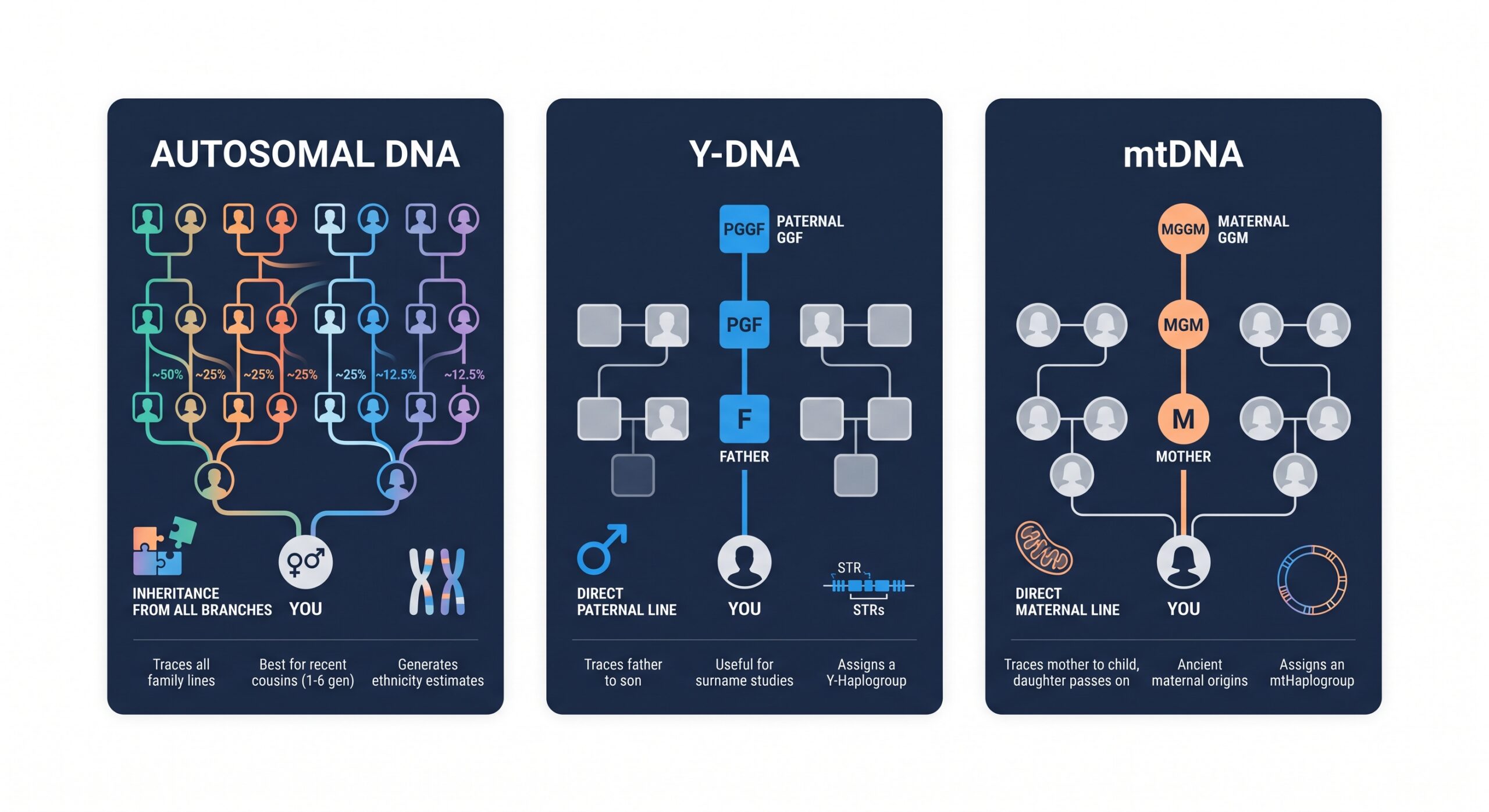 Comparison of autosomal, Y-DNA, and mtDNA tests for genealogy research.